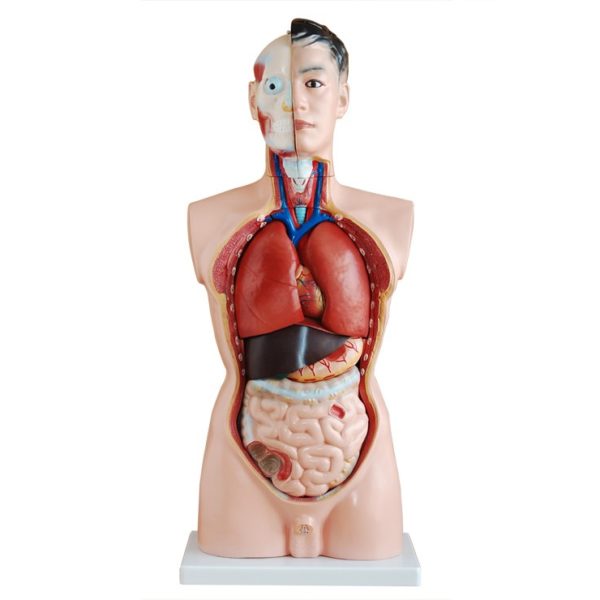 UNISEX- HUMAN TORSO-SIZE 85CM
