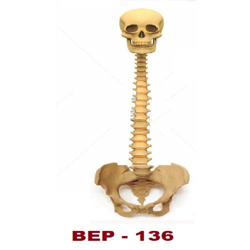 VERTEBRAL COLUMN WITH SKULL ( 44CM TALL )