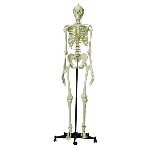 FEMALE HUMAN SKELETON